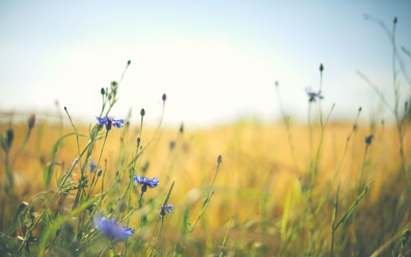 Låt det smaka Östergötland när ni bjuder till fest
